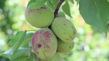 tavelure des fruits a noyau